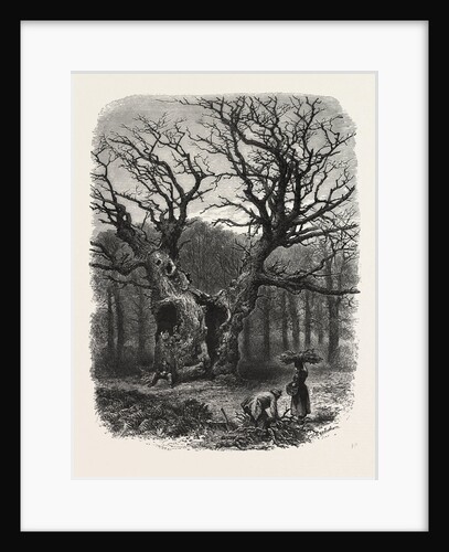William the Conqueror's Oak, Windsor by Anonymous