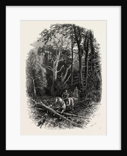 In Cedar Walk, Virginia Water, Windsor by Anonymous