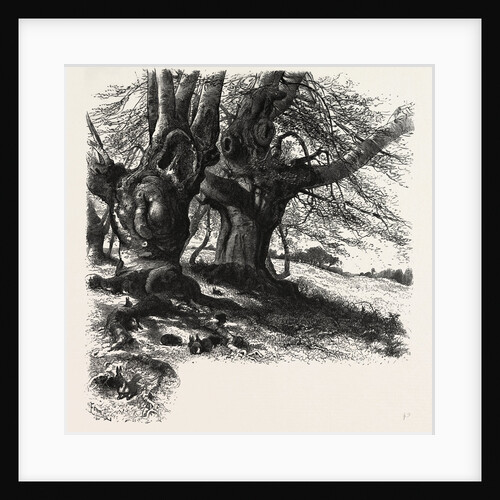 Burnham Beeches, the Forest Scenery of Great Britain by Anonymous