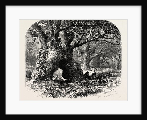 Oaks in Needwood Forest, the Forest Scenery of Great Britain by Anonymous
