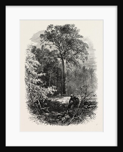 The Victoria Oak, Windsor Forest, the Forest Scenery of Great Britain by Anonymous