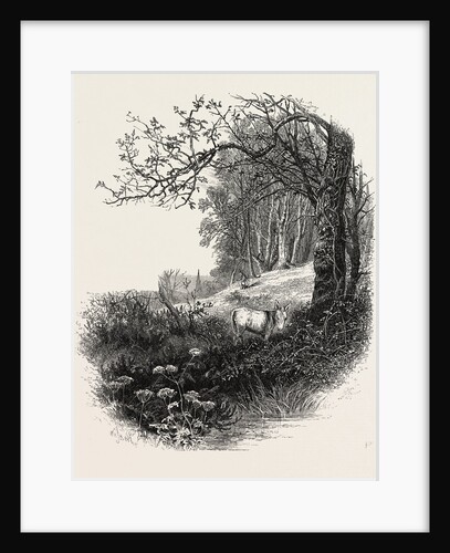 High Beech, Epping Forest, the Forest Scenery of Great Britain by Anonymous