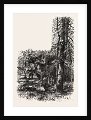 In the New Forest, Near Lyndhurst, the Forest Scenery of Great Britain by Anonymous