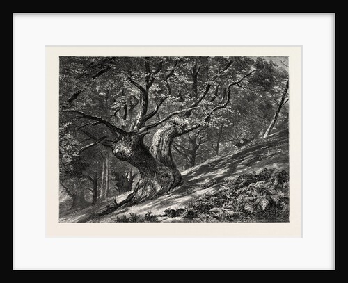 At Coney Hill, Hayes Common, Kent by Anonymous