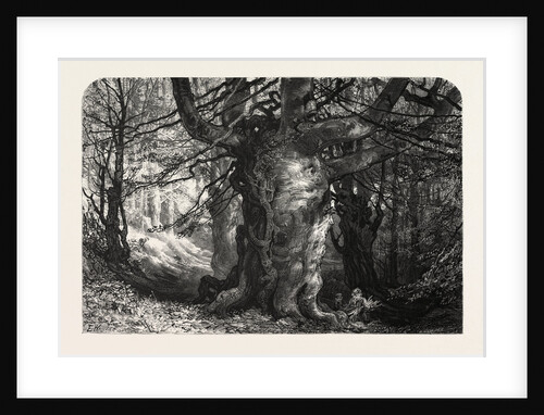 Burnham Beeches by Anonymous