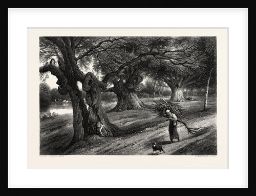 Burnham Beeches by Anonymous