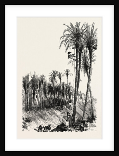 Palms at Elche, Spain by Anonymous