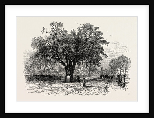Washington Elm, Cambridge, Massachusetts by Anonymous