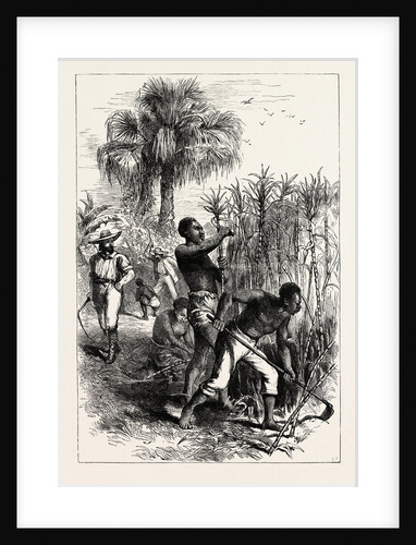 Slaves Working on a Plantation by Anonymous