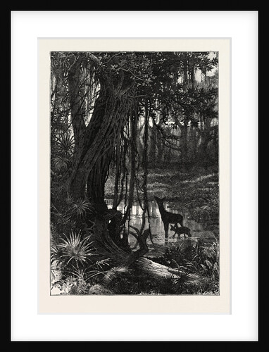 Forest Scenery, Florida by Anonymous