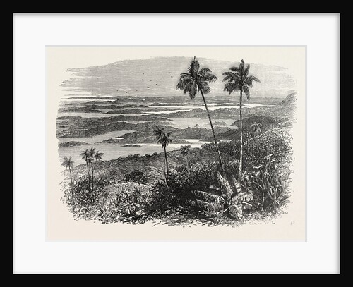 View in the Bermudas, Bermuda by Anonymous