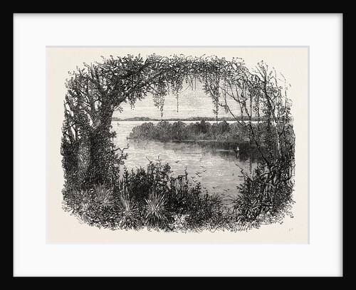 A Vista in South Carolina by Anonymous