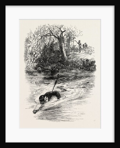 A Race for Life; Swimming Away from an Indian Shooting Arrows by Anonymous