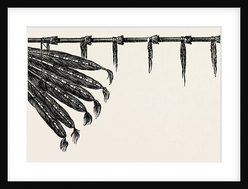 Indian Pipe by Anonymous