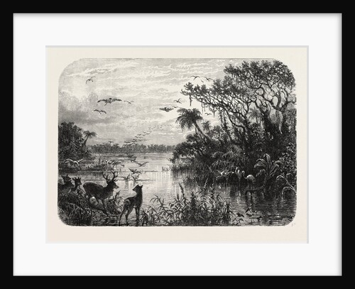 Scene Upon a Creek, Tributary to the St. John's, Florida by Anonymous