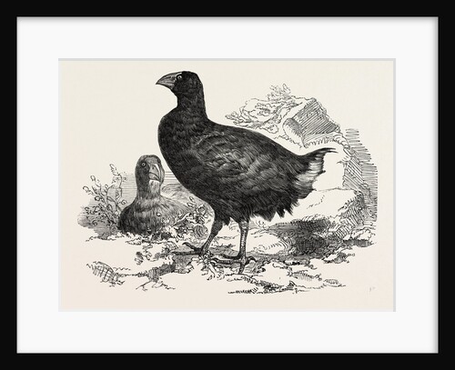 The Moho; or, Notornis Mantelli from New Zealand by Anonymous
