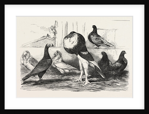 Pigeons Exhibited by the Philoperisteron Society by Anonymous