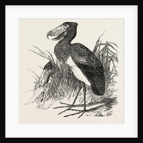 Bird from the White Nile by Anonymous