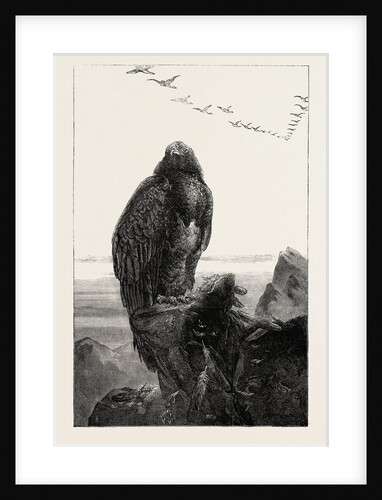 The Eagle's Throne, Exhibition of the British Institution by Anonymous
