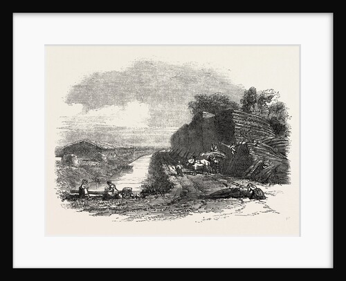 Whittlesea Mere, Stacking Reed, by the Holme Lodge by Anonymous