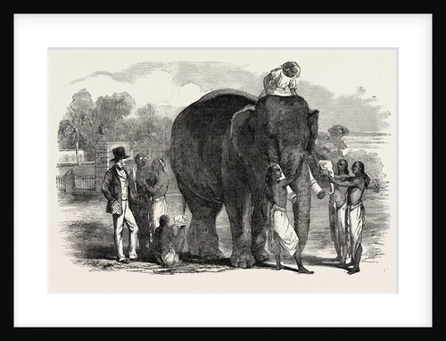 Modelling Ivory Figures from the Living Elephant, at Berhampoor, Brahmapur, Bengal, India by Anonymous