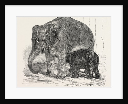 Elephant Calf, in the Menagerie of the Zoological Society, Regent's Park, London by Anonymous