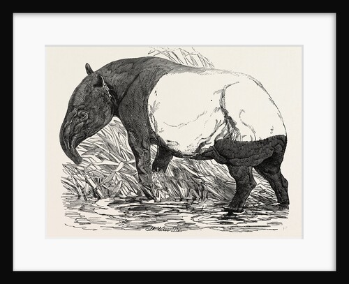 Malayan Tapir, in the Menagerie of the Zoological Society, Regent's Park, London by Anonymous