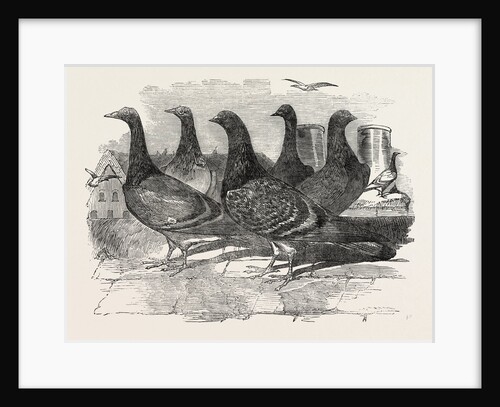 Carrier Pigeons for the Renewed Branch Expedition in Search of Sir John Franklin by Anonymous