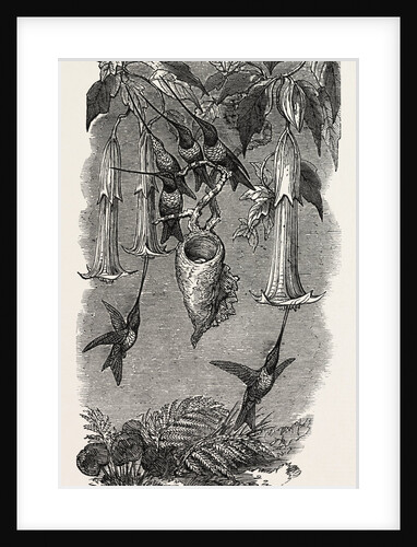 Humming Birds, from Mr. Gould's Collection, in the Gardens of the Zoological Society, Regent's Park, London by Anonymous