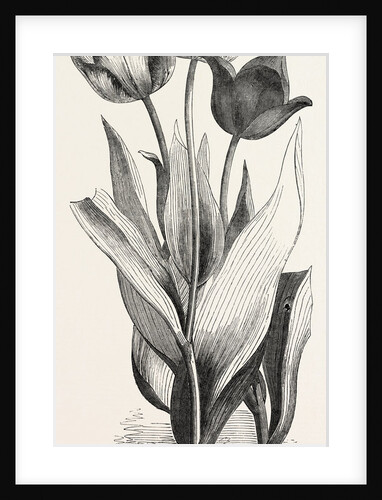 1. Seedling Tulip, Raised by Mr. Groom. 2. Feathered Bizard Tulip: Dr. Horner 3. Wild Tulip of the Levant by Anonymous