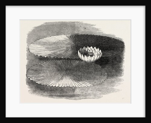 Victoria Regia, in Flower, at Messrs. Weeks's, King's Road Nursery, Chelsea, London by Anonymous