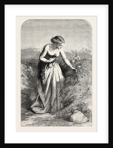 Exhibition of the Society in Water Colours: The Lily by Anonymous