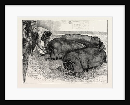 The Finishing Touch: A Sketch from Life at the Smithfield Club Show by Anonymous