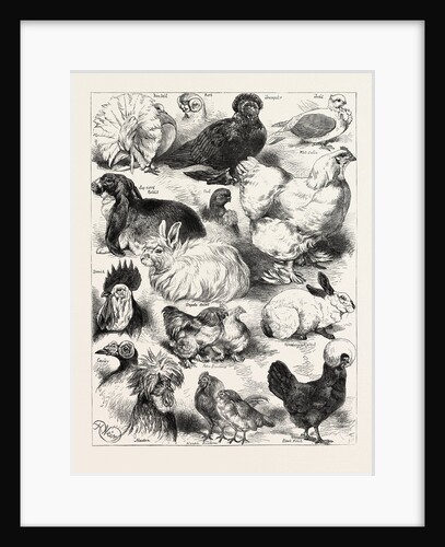The Poultry, Pigeon, and Rabbit Show at the Crystal Palace, London by Anonymous