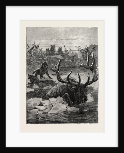 A Stag's Race for Life by Anonymous