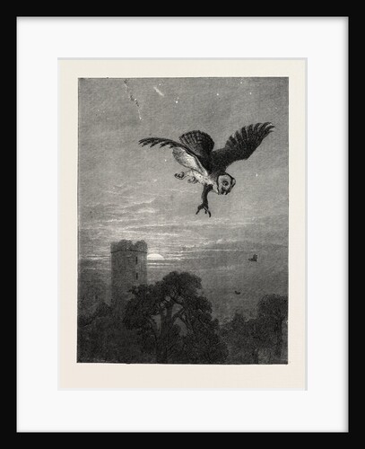 Catching an Owl by Anonymous