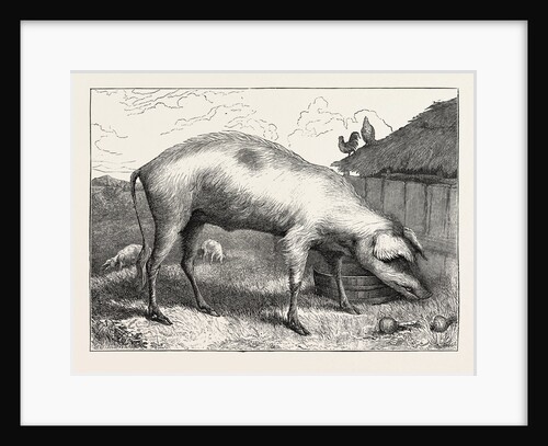 French Hog by Anonymous