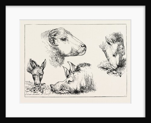 Heads of Boar and Sheep by Anonymous