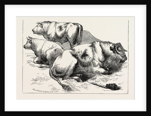 Cows and Bulls by Anonymous