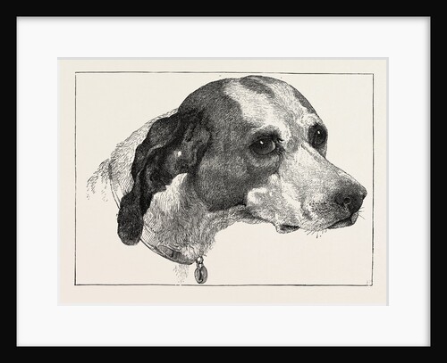 Head of Pointer (Dog) by Anonymous