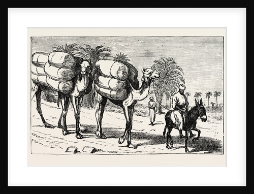 Bringing Cotton Down to the Boats, Egypt by Anonymous