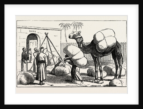 Shuna Inclosure: Weighing Cotton Bags Before Press Packing for Shipment, Egypt by Anonymous