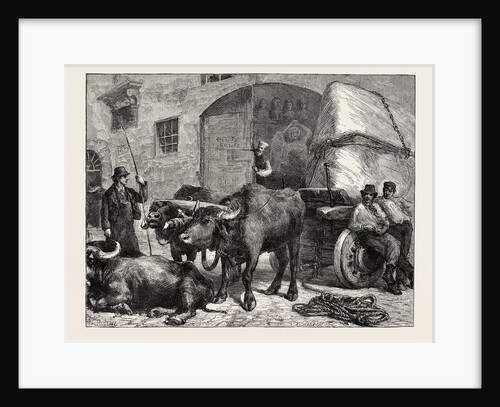 The Raw Material: A Team of Buffaloes Bringing Marble to a Sculptor's Studio in Rome, Italy by Anonymous
