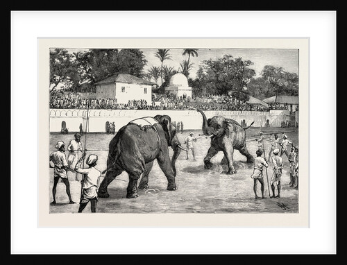 The Marriage of the Gaikwar of Baroda: The Elephant Fight in the Arena, India by Anonymous