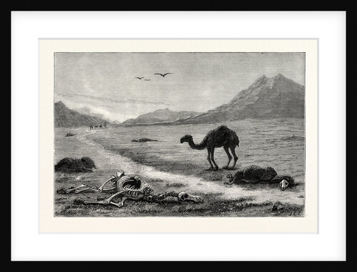 A Camel Left to Die, an Incident in the Afghan War, Afghanistan by Anonymous