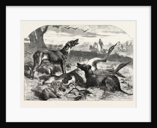 Death of a Red Forester or Old Man Kangaroo by Anonymous