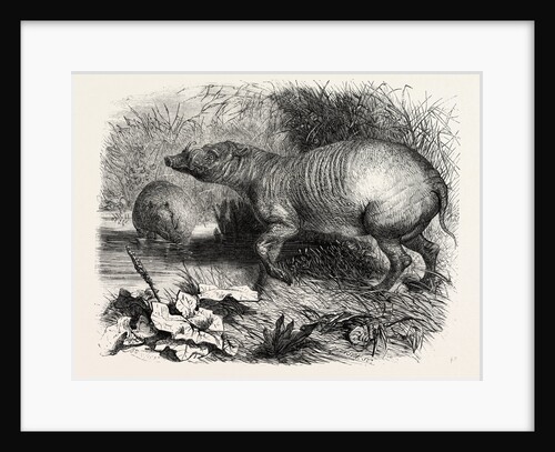 The Babirussa, Recently Added to the Zoological Society's Gardens, Regent's Park, London by Anonymous