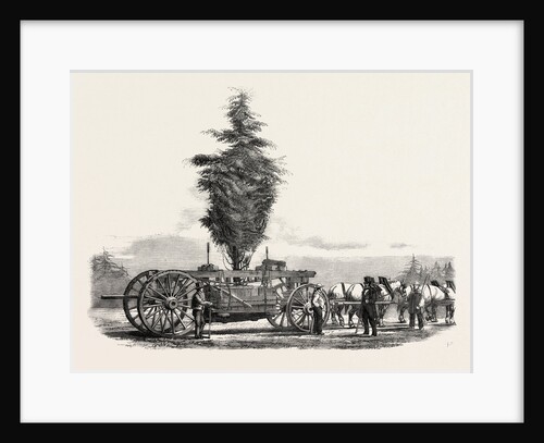 Removal of a Large, Tree from Chiswick to the New Gardens of the Horticultural Society at South Kensington, London by Anonymous