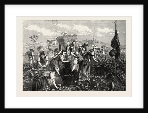 The Vintage in Bas Languedoc, South of France by Anonymous