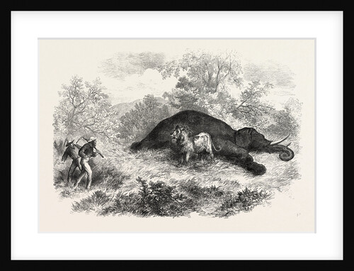 Sketches of South African Travel: The Lion and Dead Elephant by Anonymous
